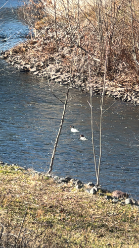 Common Merganser observed by tomato_soup