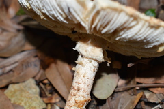 Saproamanita nauseosa