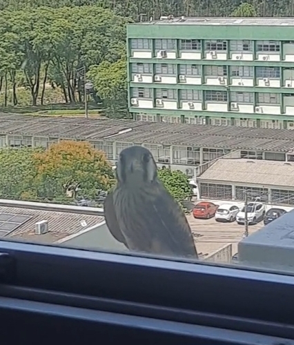 Peneireiro-americano observed by lorenzo_brum