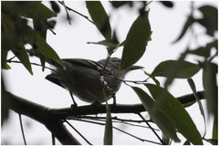 Herpsilochmus longirostris
