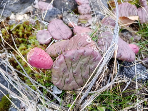 Western prickly-pear