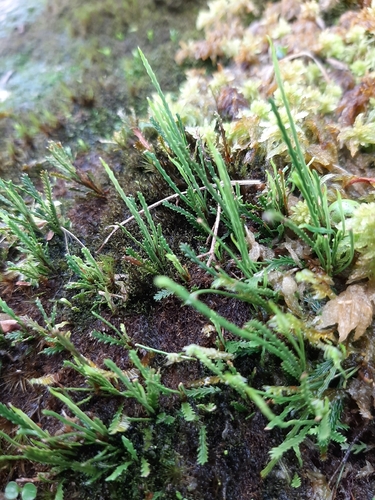 Toothed snailfern (Cochlidium serrulatum)