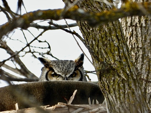 Great Horned Owl observed by sko_tang