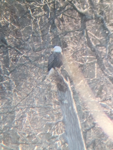 Bald Eagle observed by wmoboyle0
