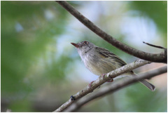 Hemitriccus margaritaceiventer