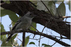 Thamnophilus pelzelni