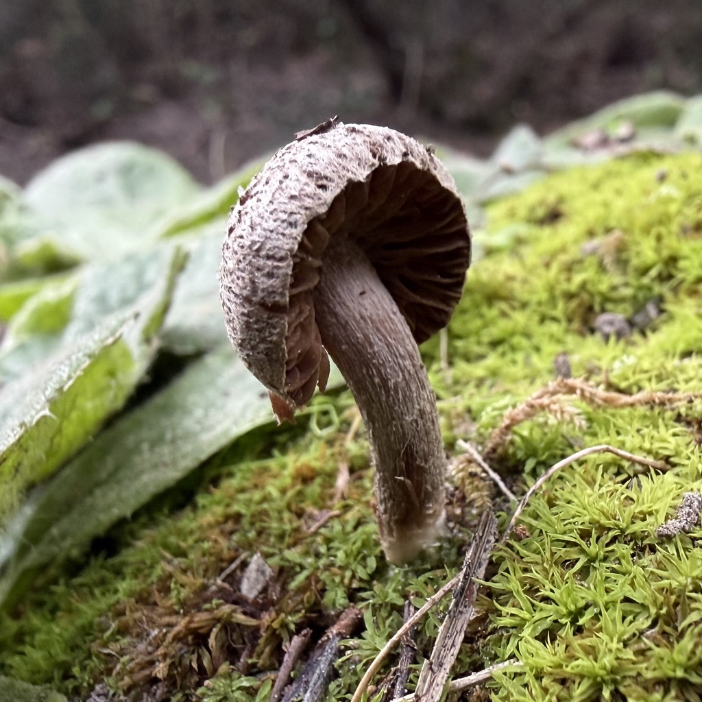 Inocybe lacera · January 2026 · photo: © lucian_clanet (iNaturalist, cc-by)