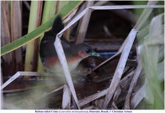 Laterallus melanophaius