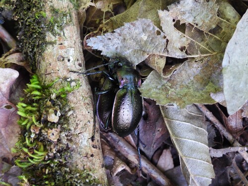 Bronze Ground Beetle