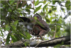 Penelope superciliaris