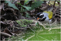 Arremon flavirostris