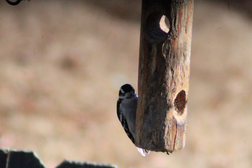 Downy Woodpecker observed by dragpath