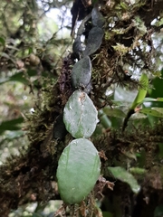 Rhipsalis elliptica
