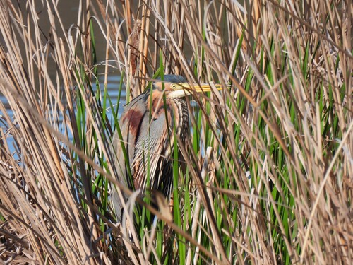 Garza imperial (Ardea purpurea)