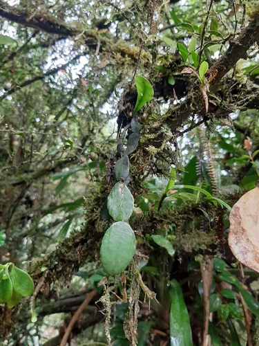 Rhipsalis elliptica, photograph 2