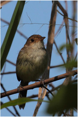 Euscarthmus meloryphus