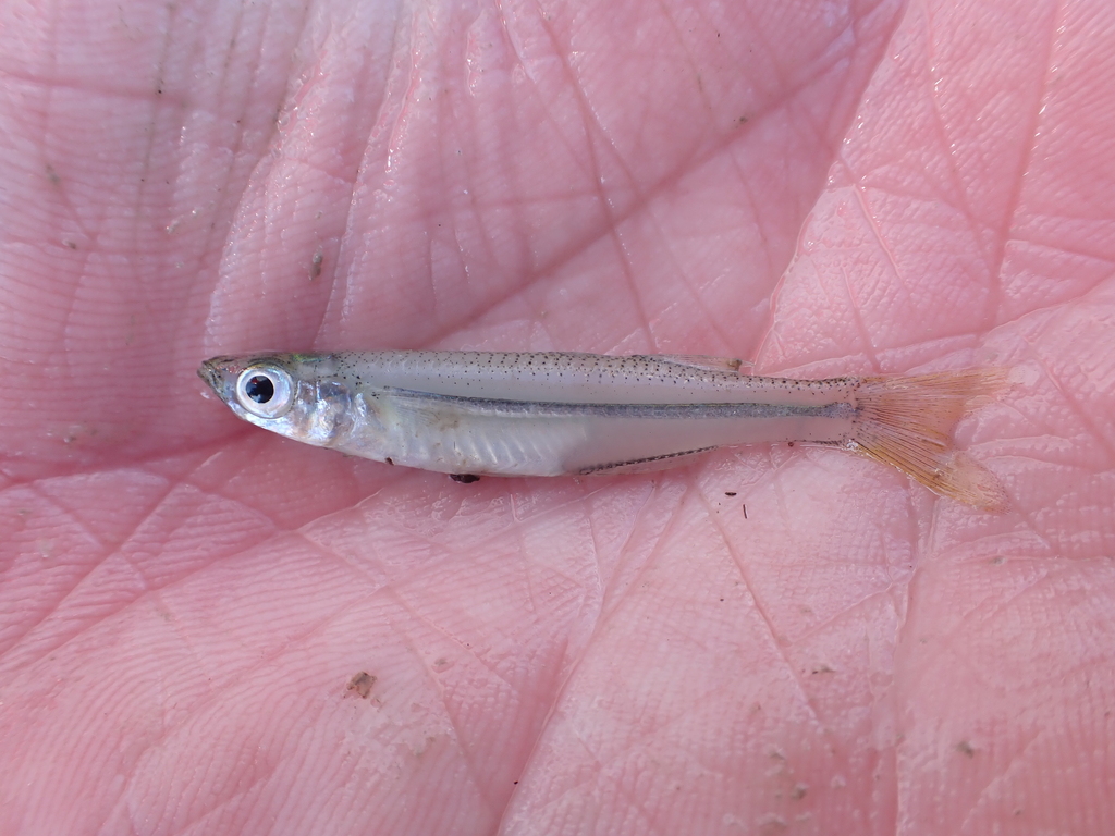 Tidewater silverside (Menidia peninsulae) — Atherinopsidae