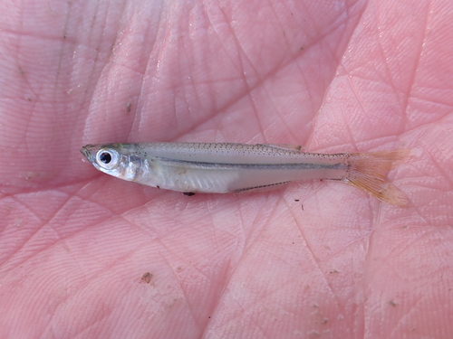 Tidewater silverside (Menidia peninsulae) — Atherinopsidae