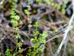 Galium propinquum
