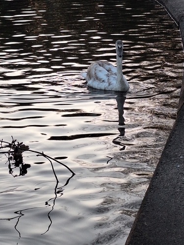 Mute Swan observed by crazycootlady