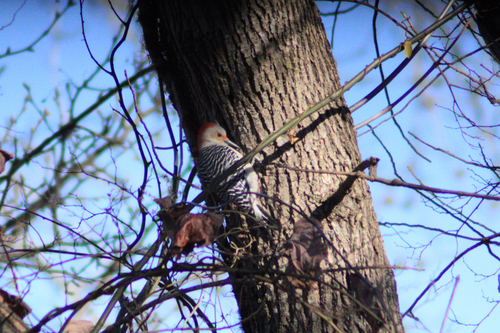 Red-bellied Woodpecker observed by dragpath