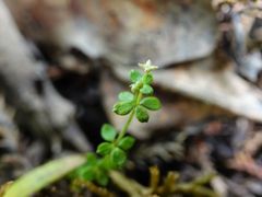 Galium propinquum