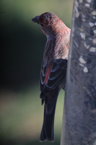House Finch observed by dragpath
