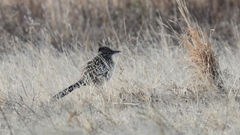 Geococcyx californianus