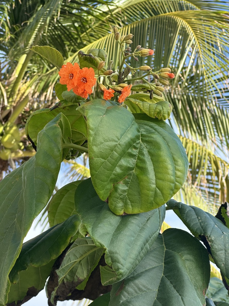 Tâm mộc cam – Cordia sebestena