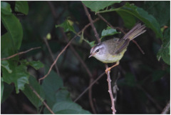 Myiothlypis leucoblephara