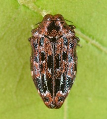 Brachys ovatus