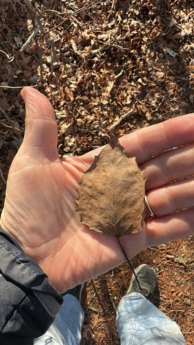 Bigtooth Aspen