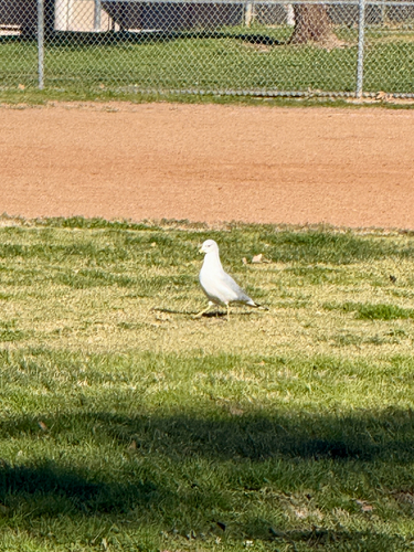 Ring-billed Gull observed by seth_mueller