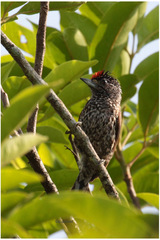 Picumnus albosquamatus