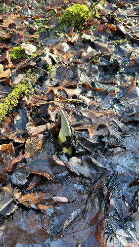 Eastern Skunk Cabbage