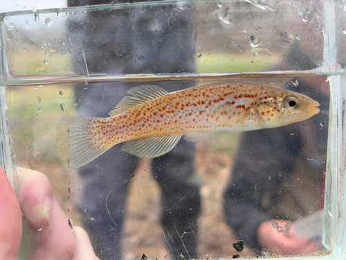 Southern studfish (Fundulus stellifer) — Fundulidae — 5