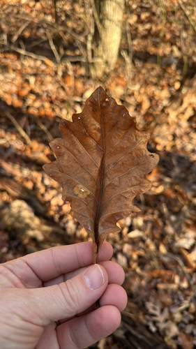 swamp white oak