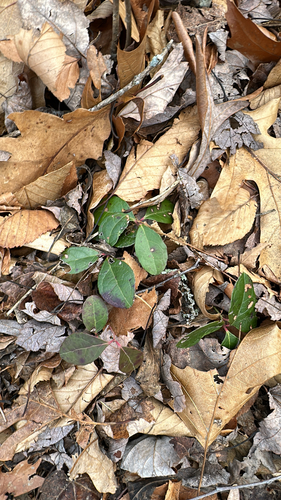 Eastern Teaberry