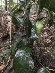 Aristolochia praevenosa