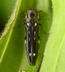 Agrilus obsoletoguttatus