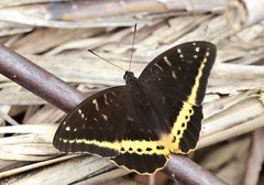 Lexias panopus