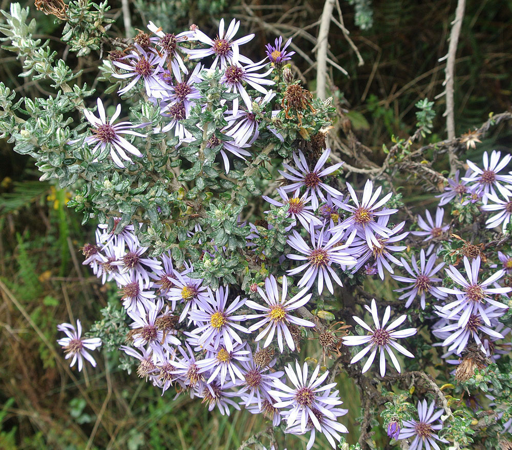 Diplostephium hartwegii