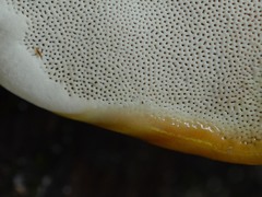 Ganoderma zonatum