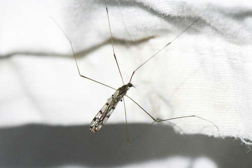 Unknown species found near Corkscrew, FL, USA