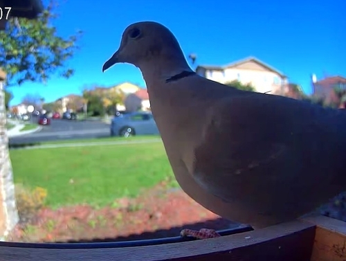 Eurasian Collared-Dove observed by ashlynk42