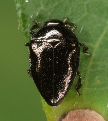 Desmodium Leaf-miner