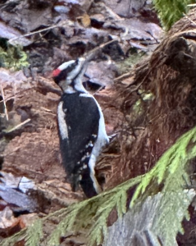 Hairy Woodpecker observed by susanlundahl