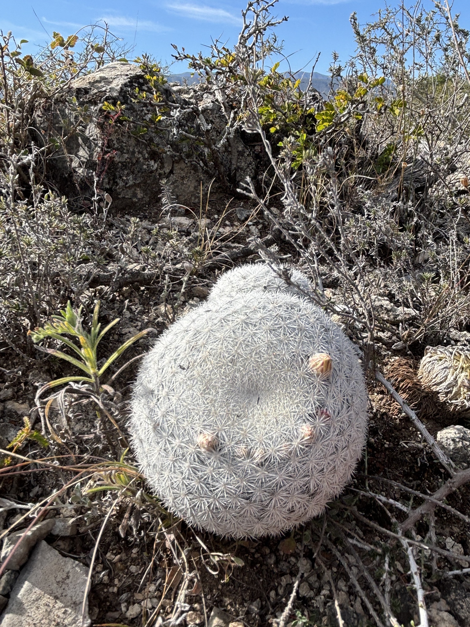 Snowball cactus
