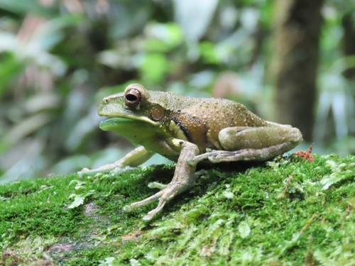 Tiny-fingered Marsupial Frog, Gastrotheca microdiscus