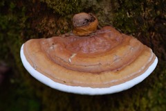 Ganoderma zonatum